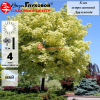 Клен остролистный (Acer platanoides) Друммонди 10/12 С45 БАпп/26