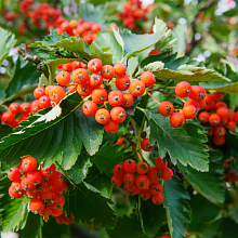 Рябина шведская (промежуточная, скандинавская) - Sorbus intermedia