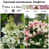Гортензия метельчатая (Hydrangea paniculata) Конфетти  С3 СП/25