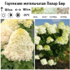 Гортензия метельчатая (Hydrangea paniculata) Полар Бир Р9 СП/26