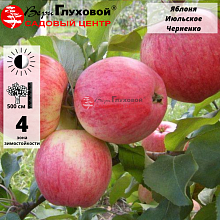 Яблоня Июльское Черненко (летний сорт)