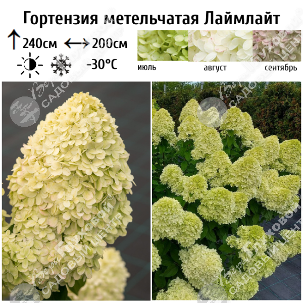 Гортензия метельчатая "Лаймлайт" на фото