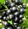 Смородина черная Санюта (средний сорт) С3