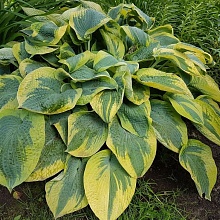 Основное изображение товара