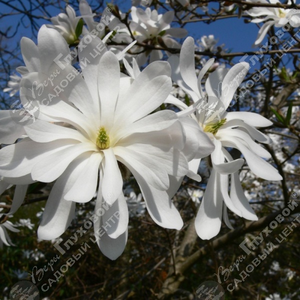 Магнолия звёздчатая на фото