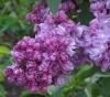 Сирень обыкновенная (Syringa vulgaris) Русская песня С3 СП/25