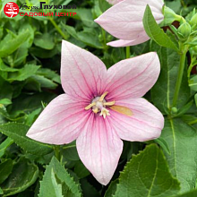 Основное изображение товара