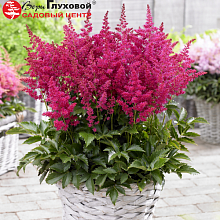 Основное изображение товара