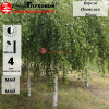 Береза повислая (Betula pendula) Юнги 280-300 С15 ПК/26