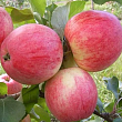 Яблоня 