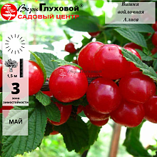 Основное изображение товара