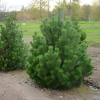 Сосна горная (Pinus mugo)  С3 СП/25