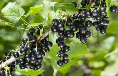 смородина Дачница